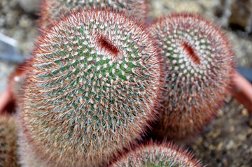 cacti at the International Peace Garden